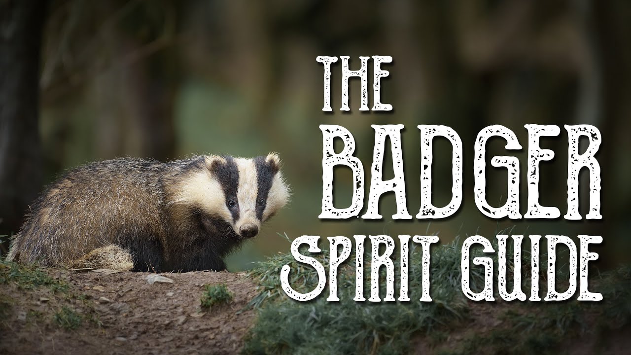 Badger Spirit Guide Cosmic Vibes