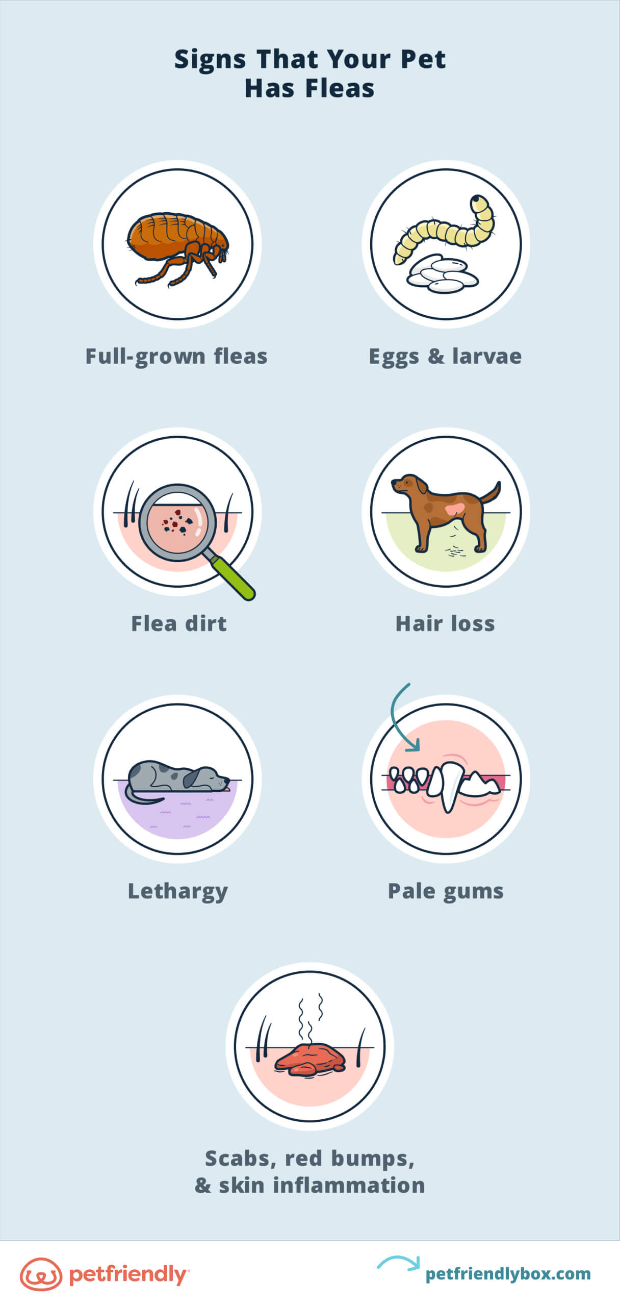 How to Get Rid of Fleas on Cats & Prevent a Flea Infestation
