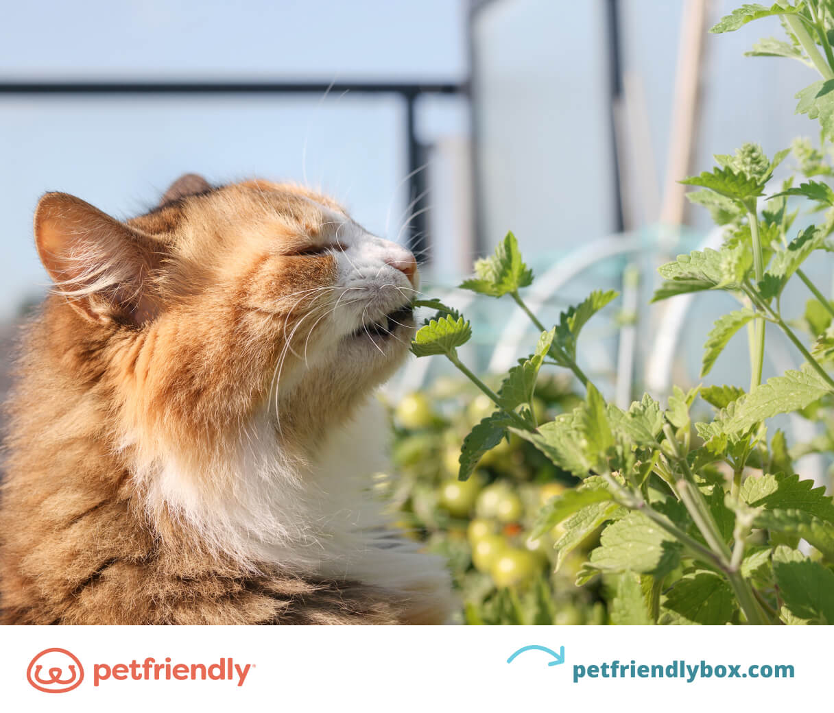 Why Do Cats Love Catnip Effects, Benefits, and Tips for Use