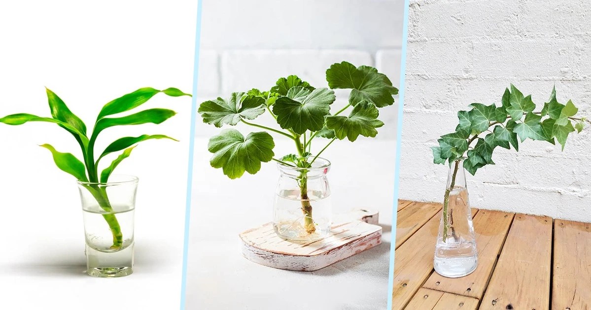 9 Best Indoor Water Plants That Require Minimal Care