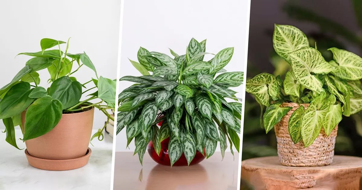 9 Best Indoor Water Plants That Require Minimal Care