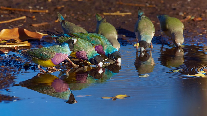 Birds leave clues in drinking water Cosmos Magazine