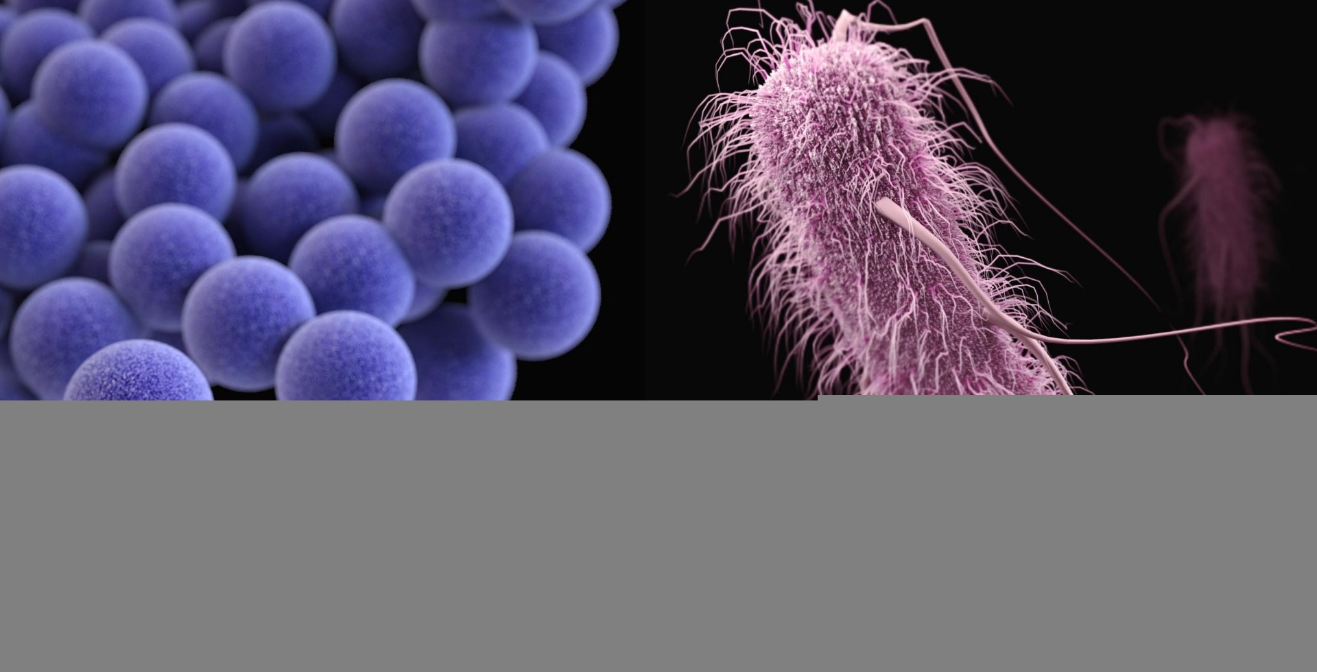 TESTING OF MICROBIAL STABILITY OF COSMETIC FORMULATIONS