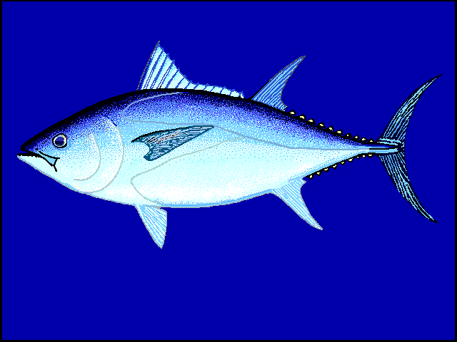 How Much Does Bluefin Tuna Cost In 2021?