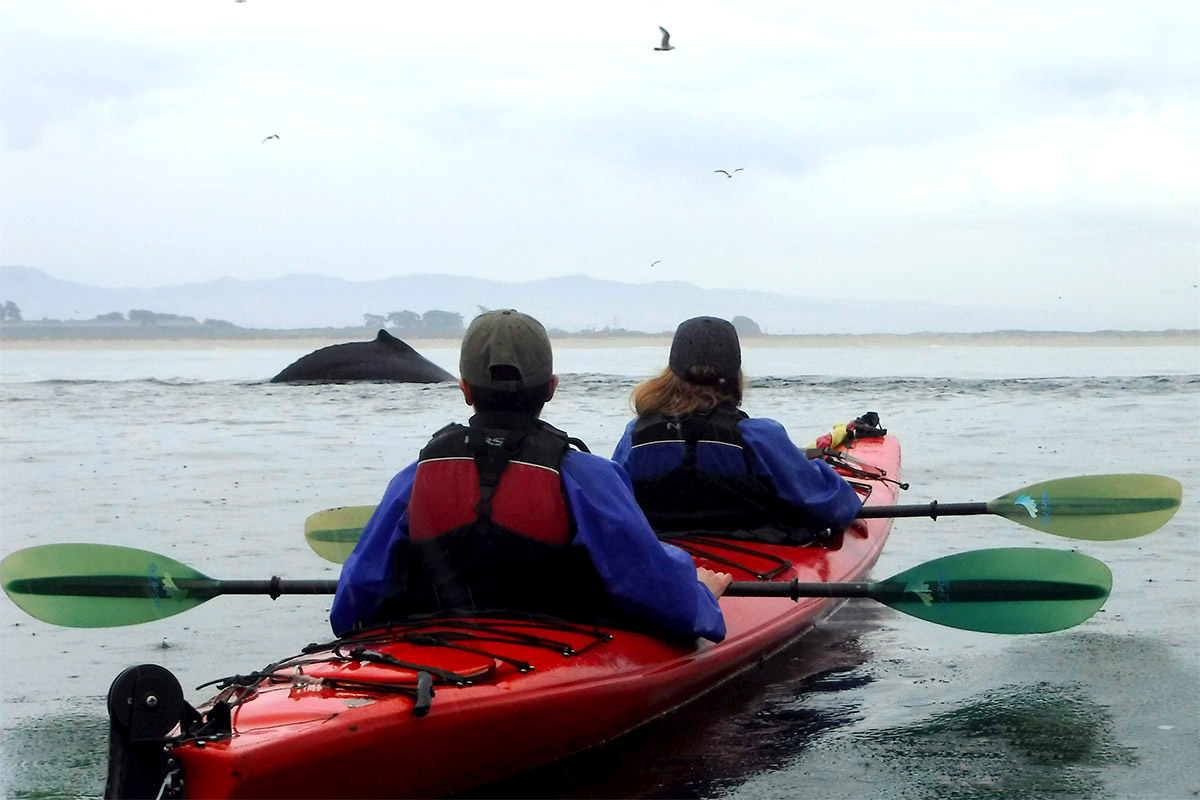 Naturalist guided Kayak Tour at the Santa Cruz Wharf Costanoa