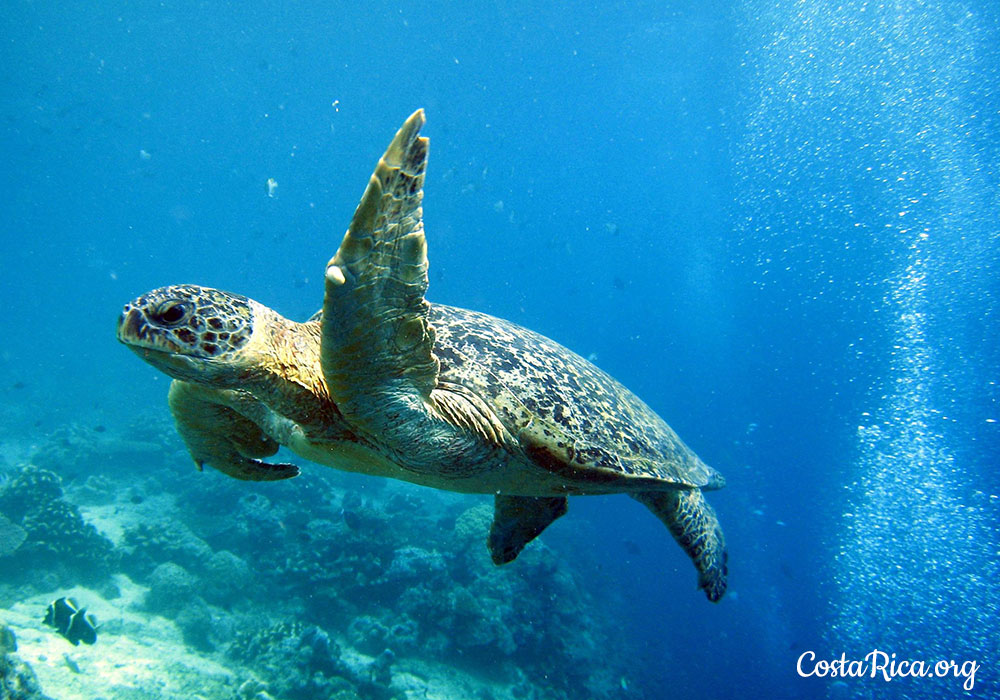 Costa Rica Animals The Most Abundant and Diverse Wildlife on Earth