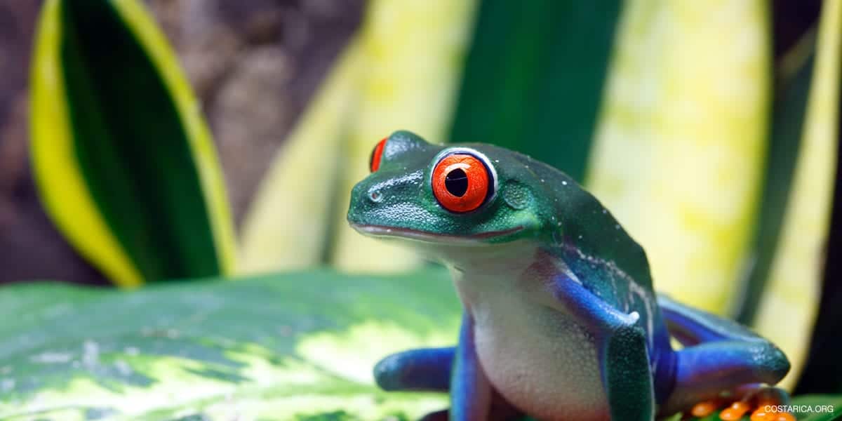 Costa Rican Animals List at Dorothy Ikner blog