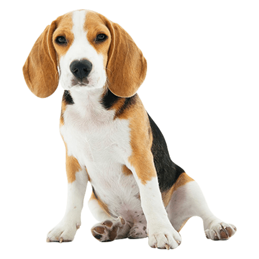 Bringing A Dog To Costa Rica