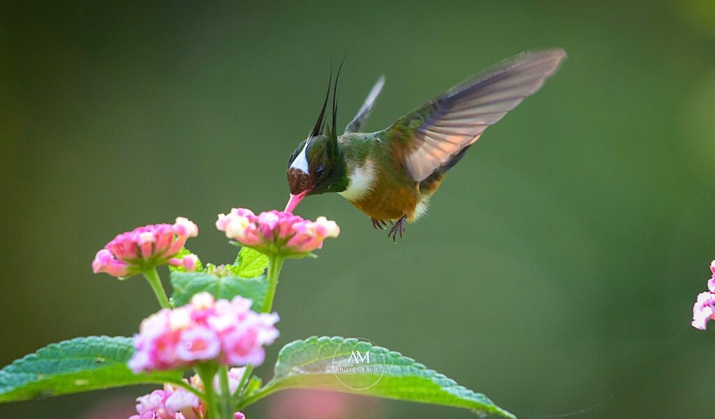 Hummingbirds in Costa Rica Issys Tours, Guanacaste.