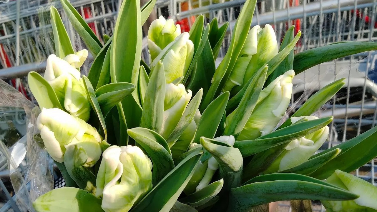 2023年3月 コストコ花束 チューリップ コストコ空