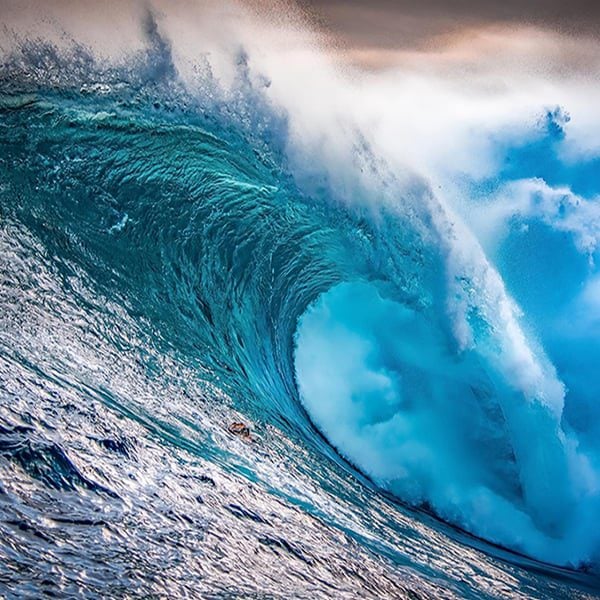 Cosy Owl Premium Grace Type Fragrance Oil Cosy Owl