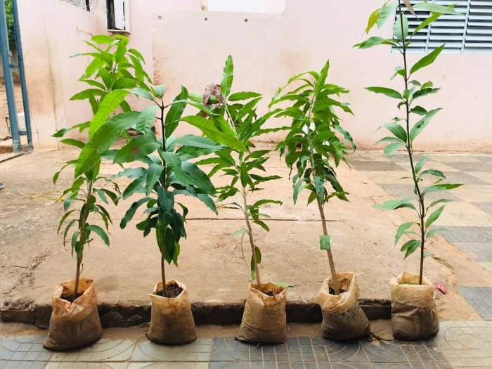 SADAQA JARIYA, je PLANTE un arbre