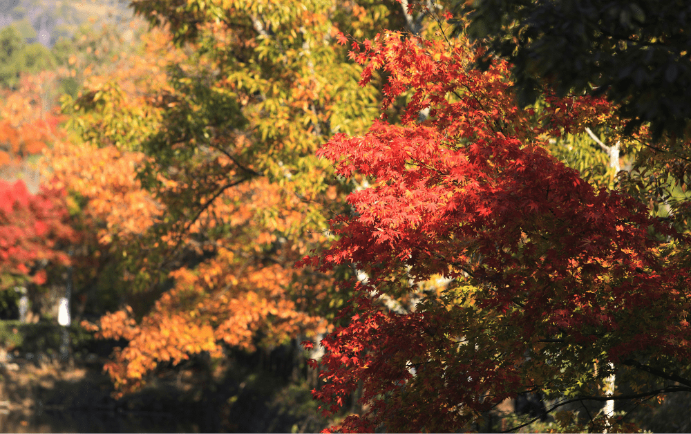 Momiji 2022 Best Spots to Admire Autumn Leaves in Japan Coto Academy