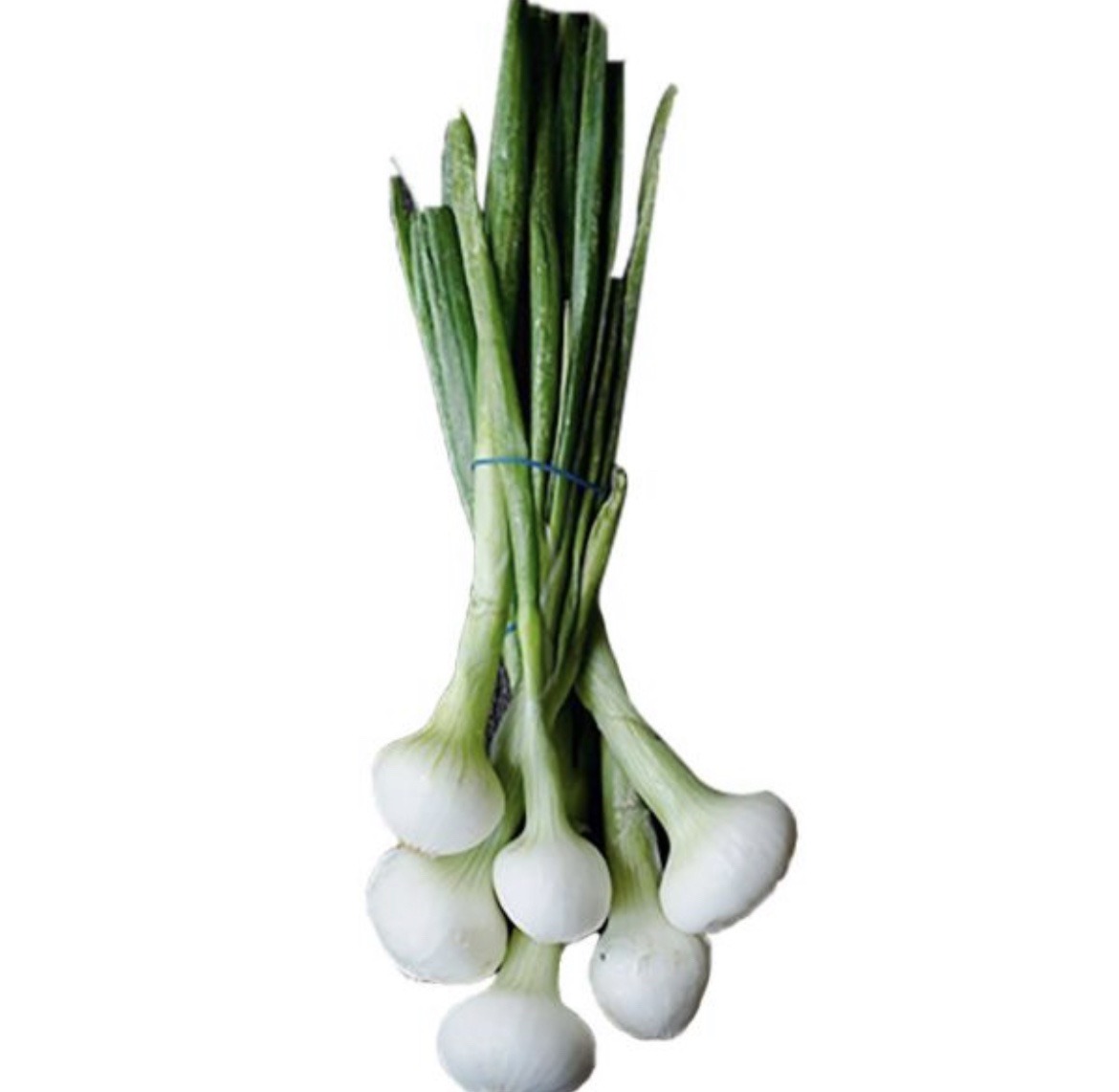 Cebolla Cambray 24ct / Onion Cambray 24ct Coto Distributors