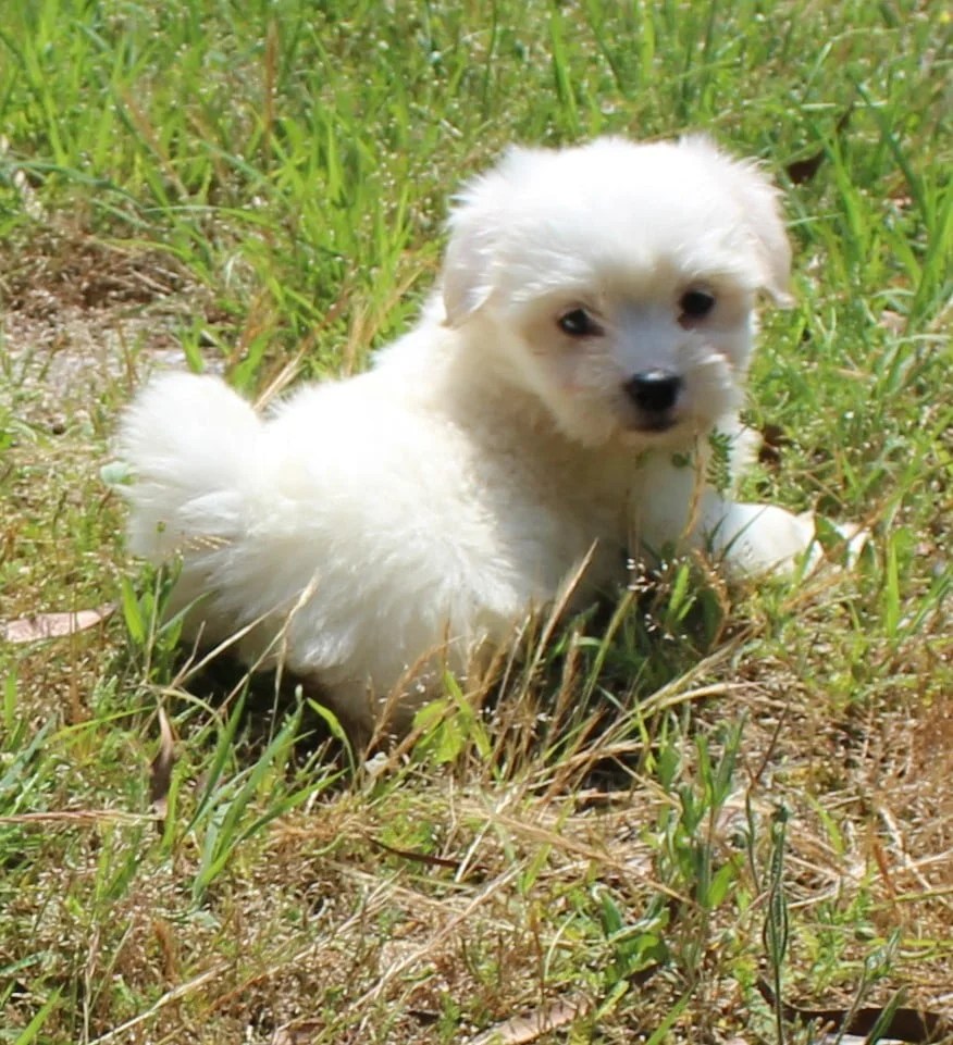 Magnifique Chiots Coton De Tuléar à Donner Contre Bon S Chiot coton de tulear à vendre