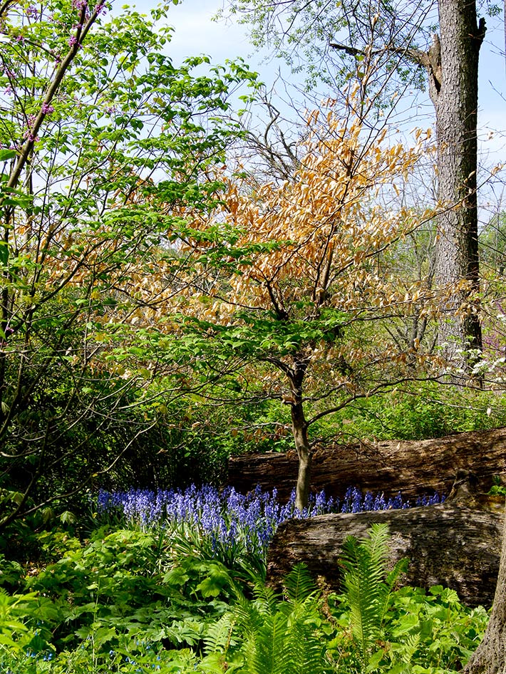 About Cotswold Gardens Inc.