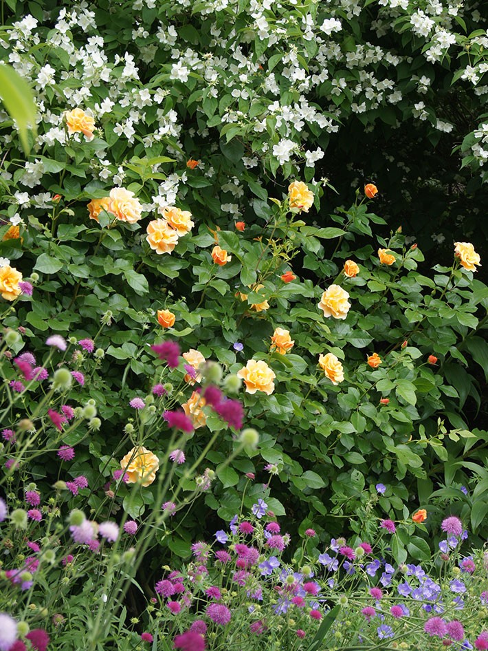 About Cotswold Gardens Inc.