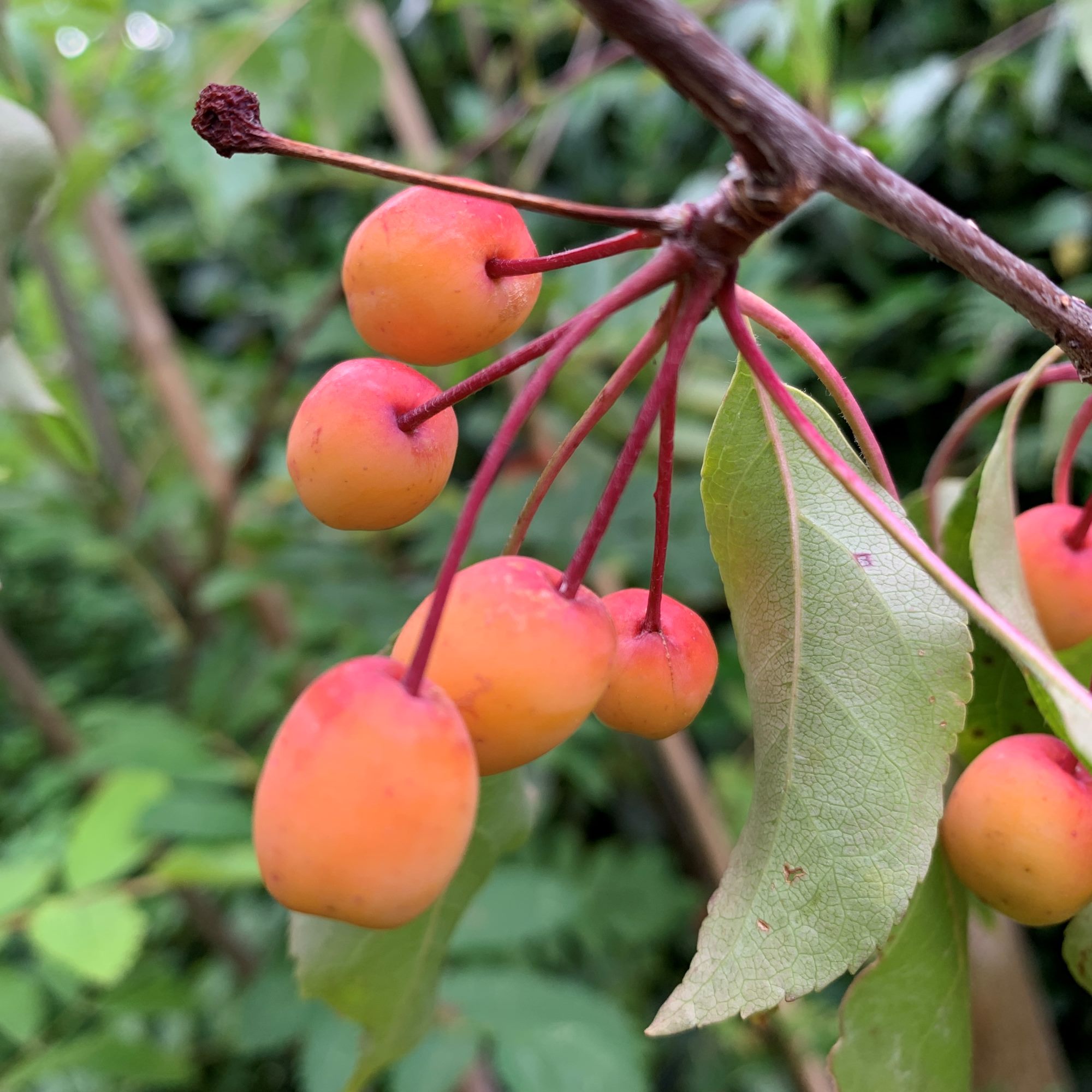 Crab apple tree Cotswold Trees Order online for home delivery