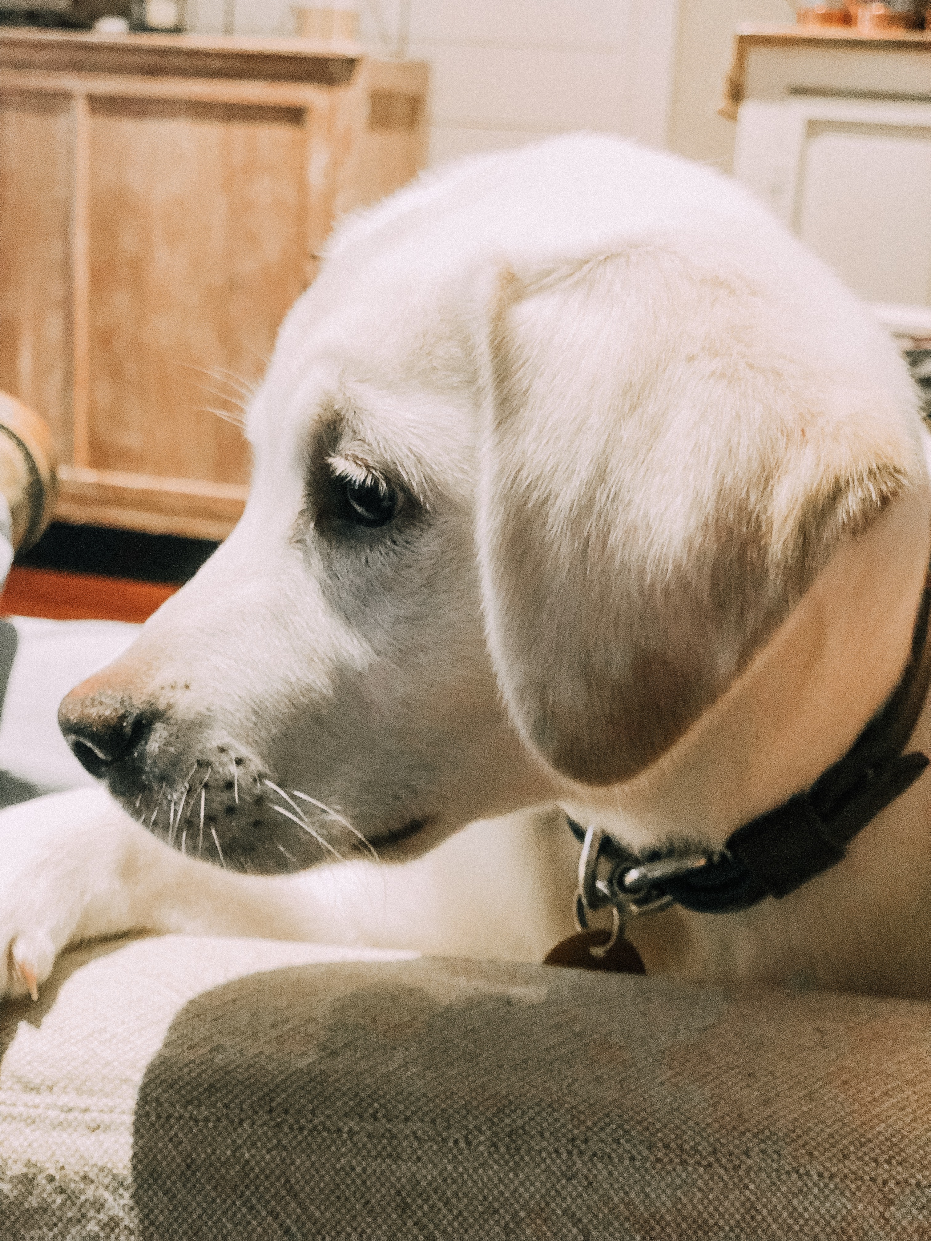 what to do when you get a puppy