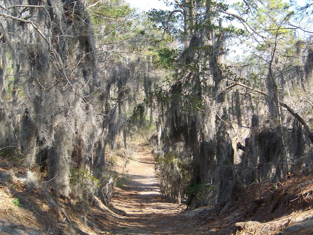 the Virginia coast cottage fix