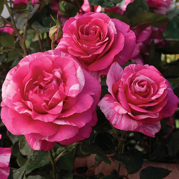 Petaluma Nursery Cottage Gardens Roses
