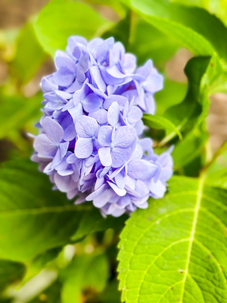 How to Dry Hydrangeas for Beginners A StepbyStep Guide cottage in