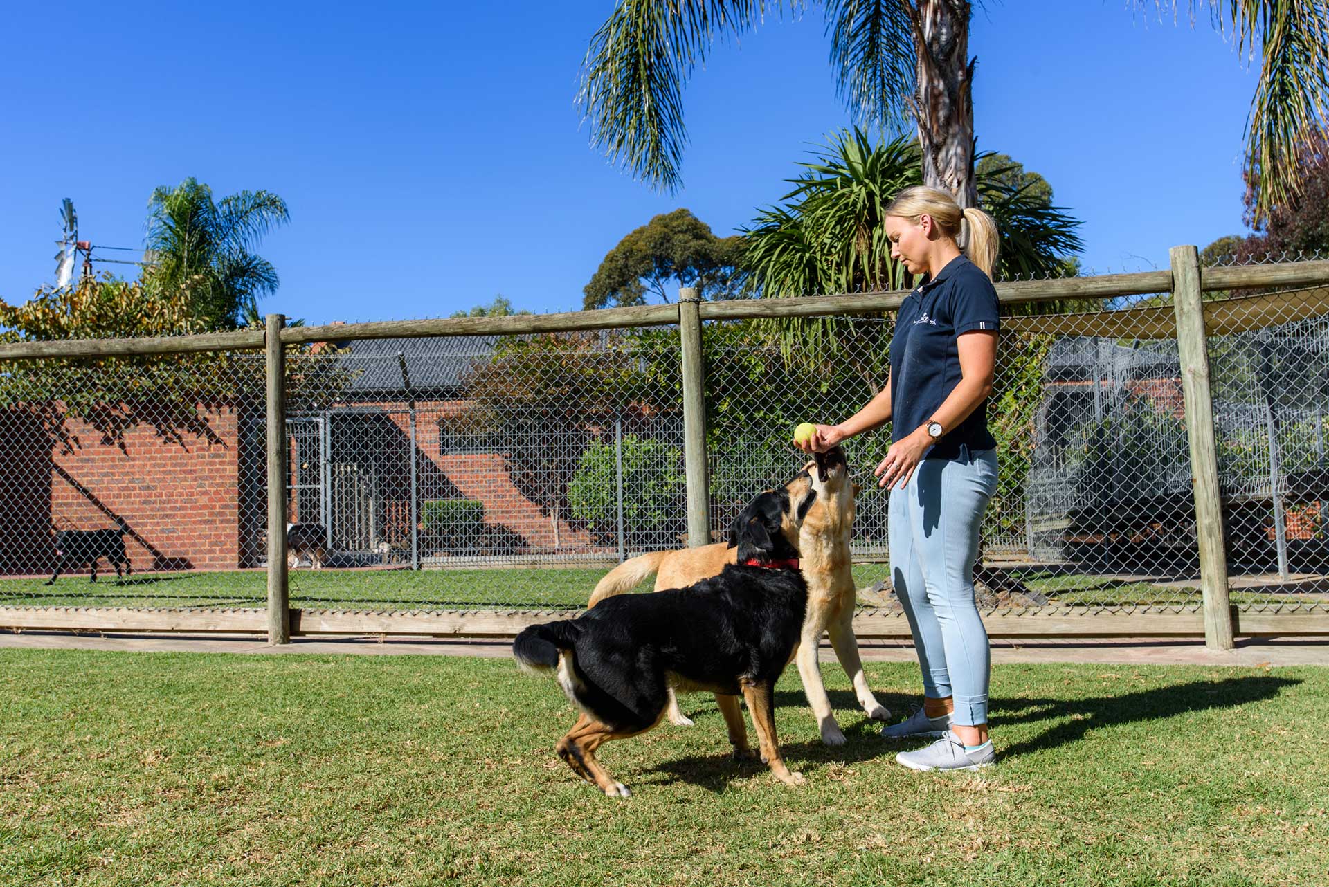 Activity Time for Dogs & Cats Cottage Kennels & Cattery Pet Hotel