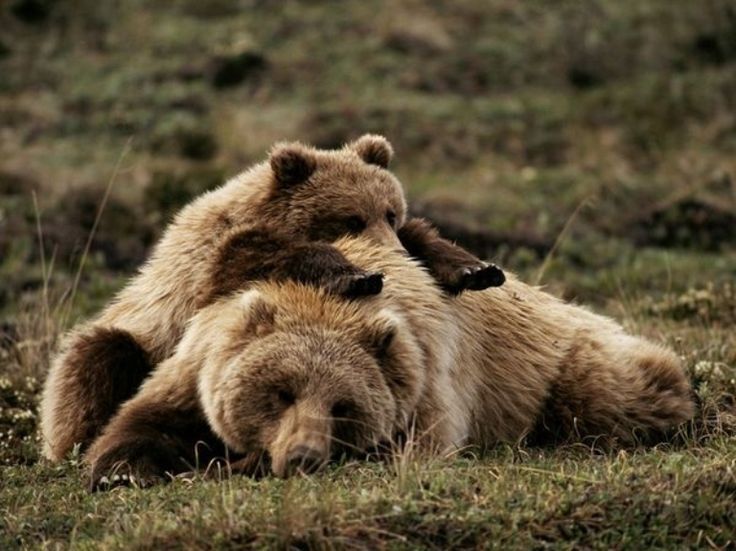 10 bears who just couldn't stay awake Cottage Life