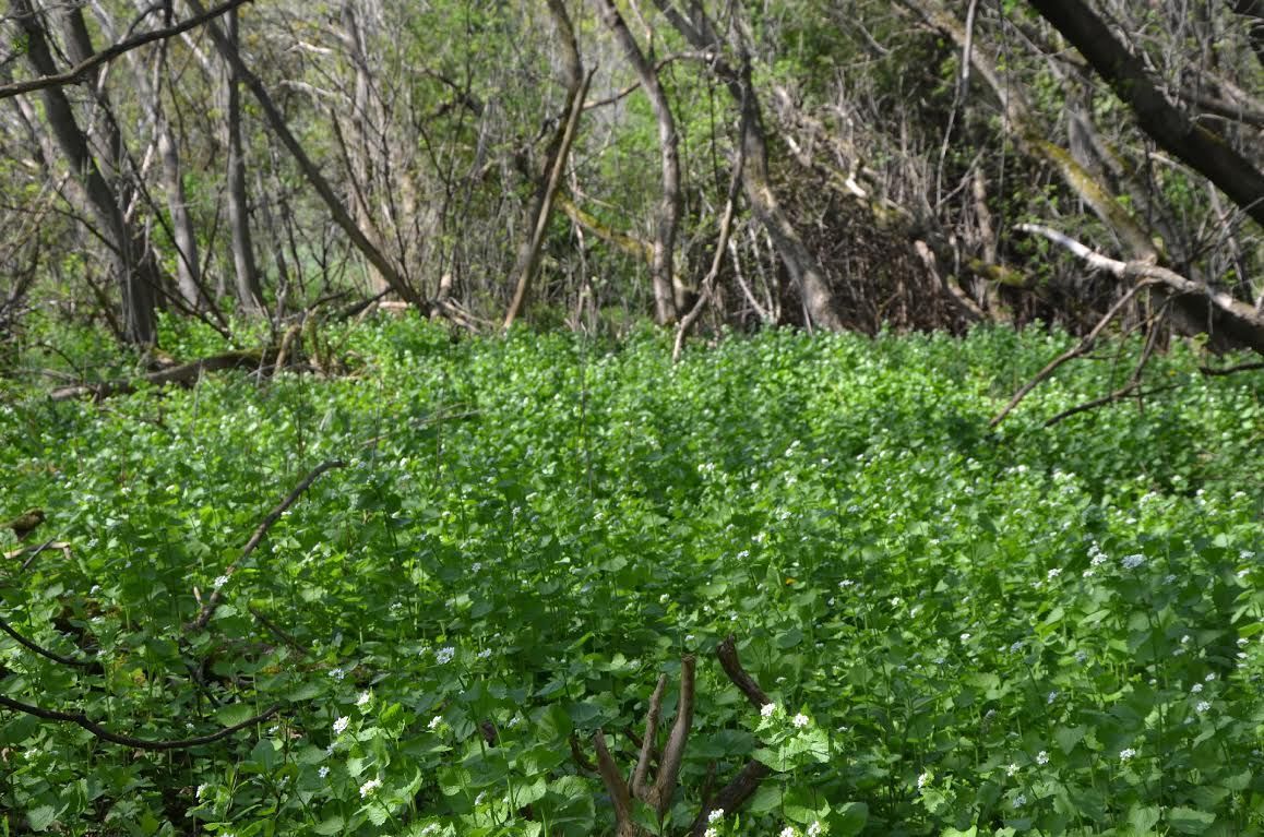Invasive Species In Ontario Garlic Mustard at Bobbi Glaser blog