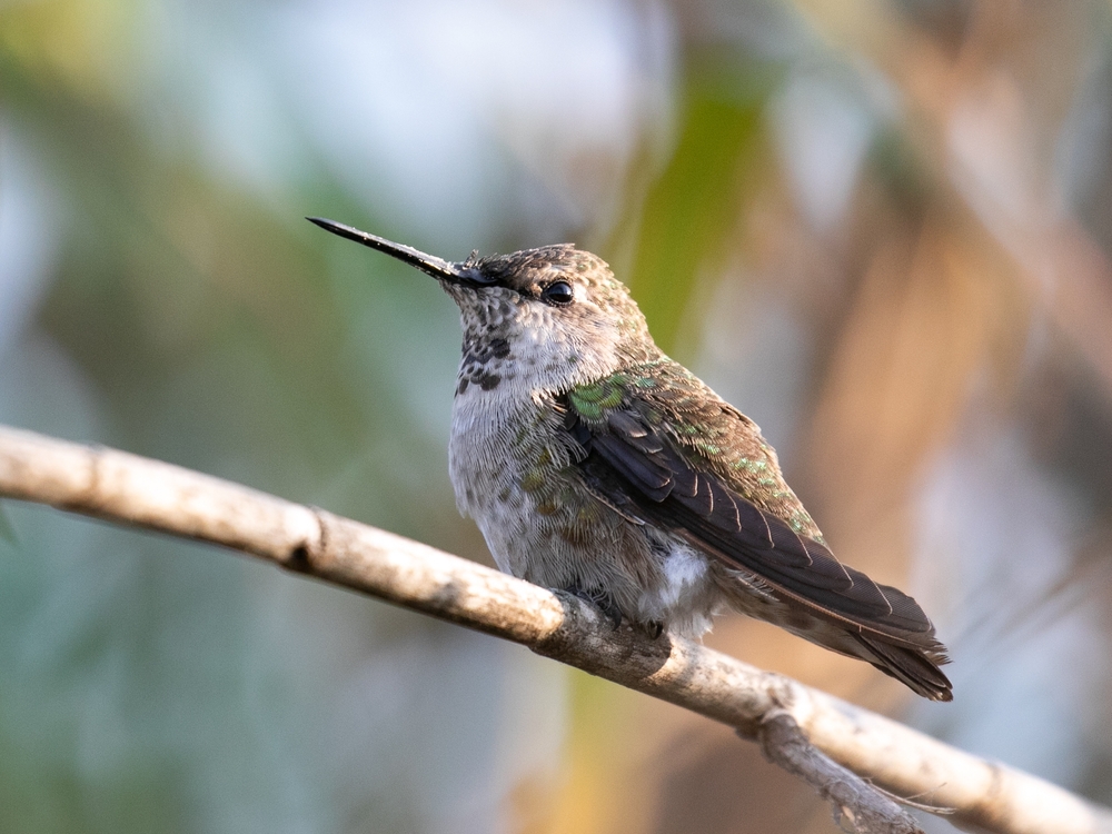 How to protect hummingbirds during a spring cold snap Cottage Life