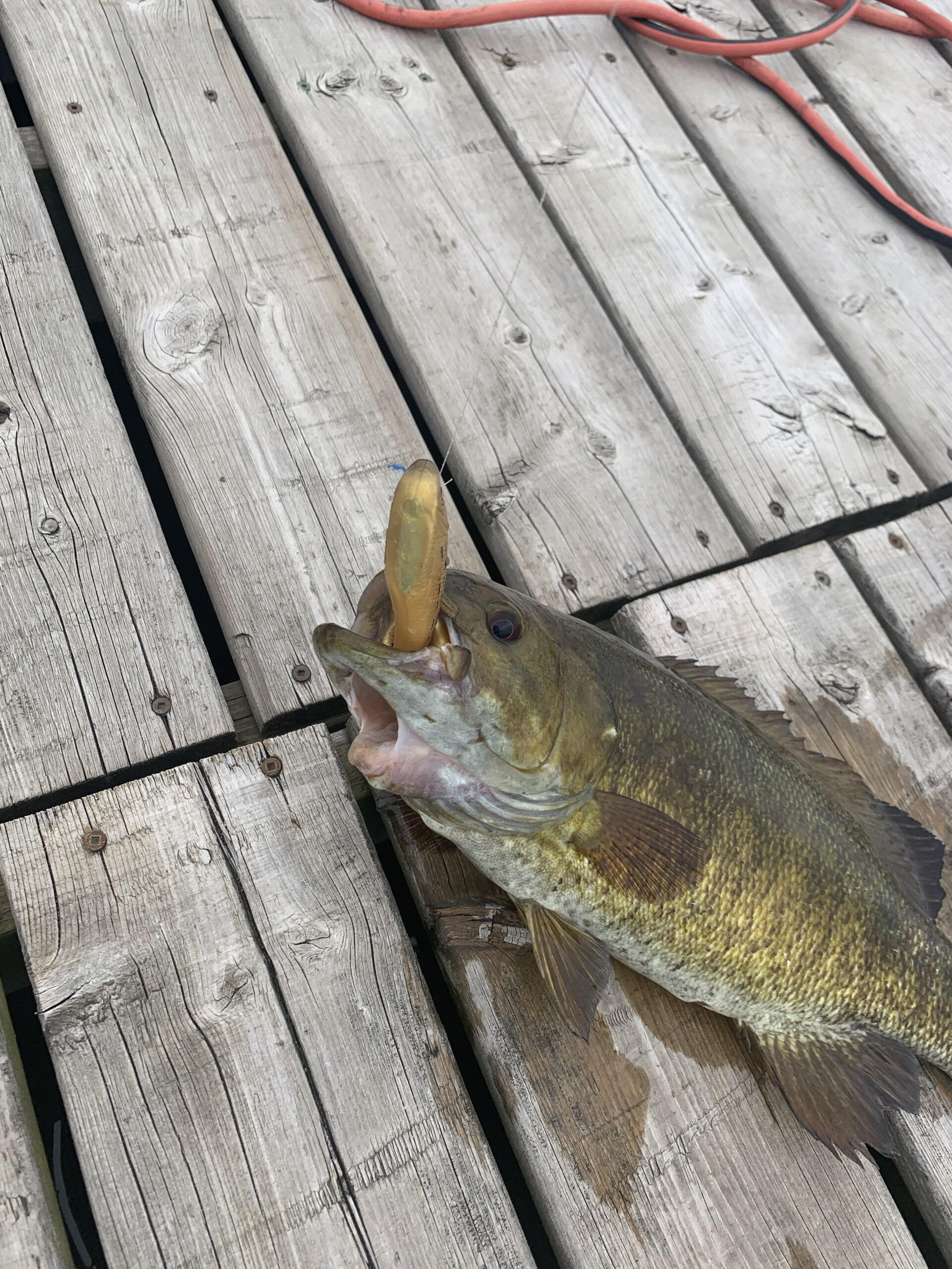 Cottage Q&A Does this bass have two mouths?! Cottage Life