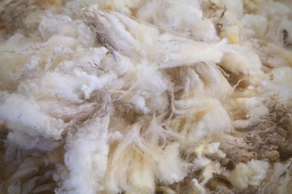 What is Merino Wool Fabric? [History and Properties]