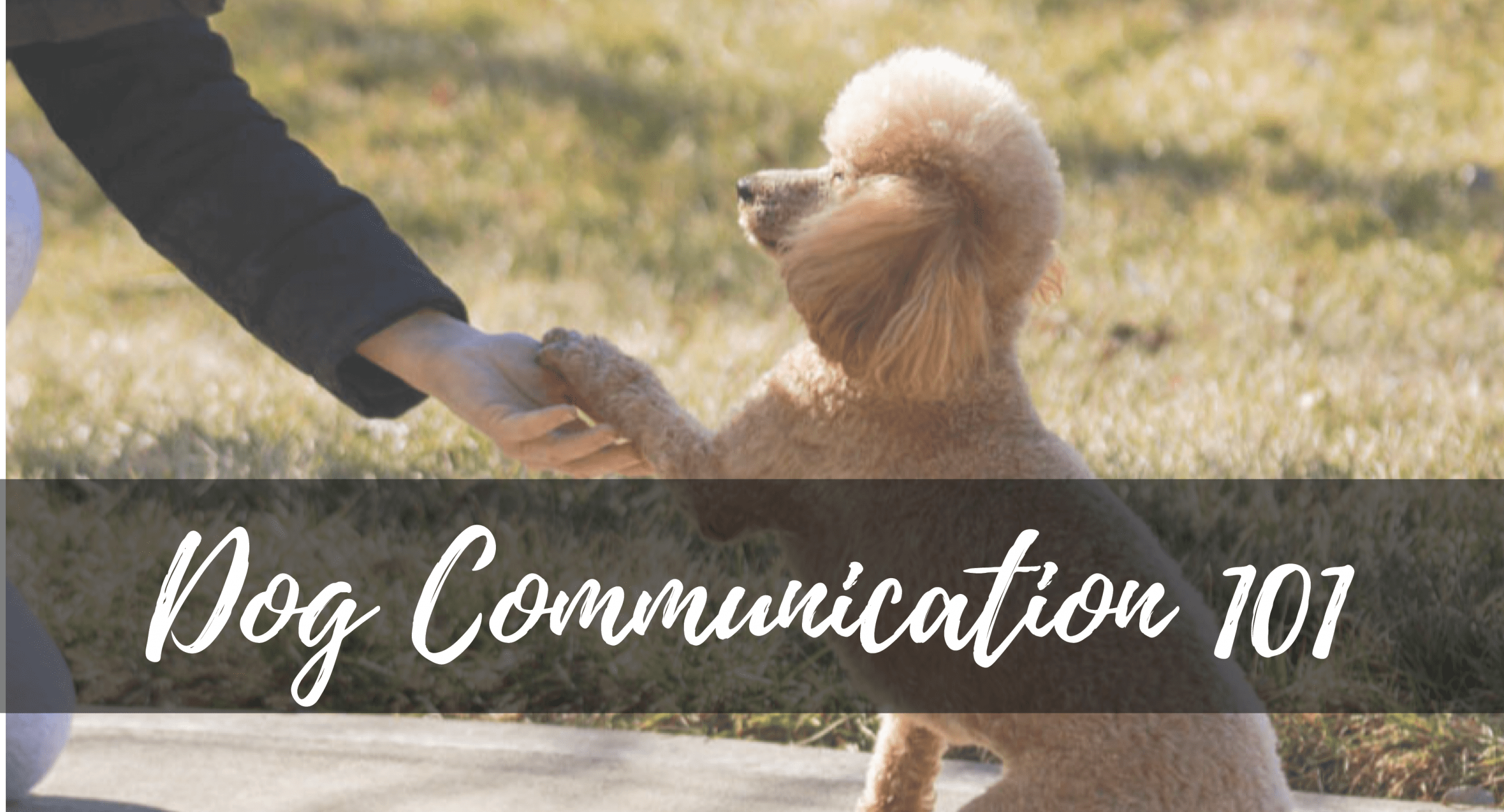 Dog Communication 101 What Does It Mean When...