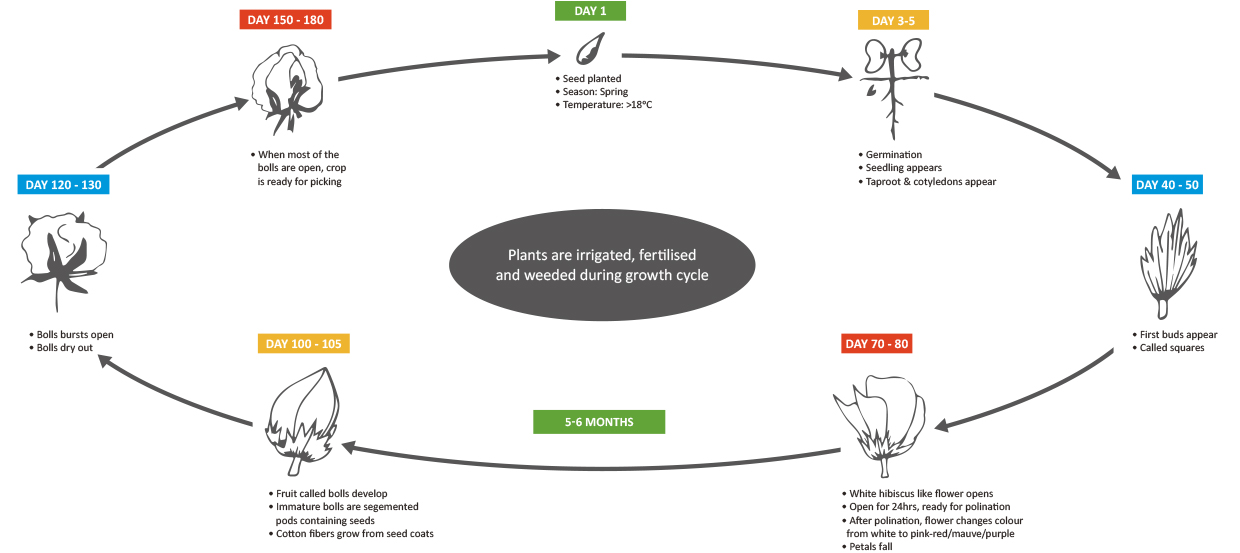 Cotton Facts Cotton SA