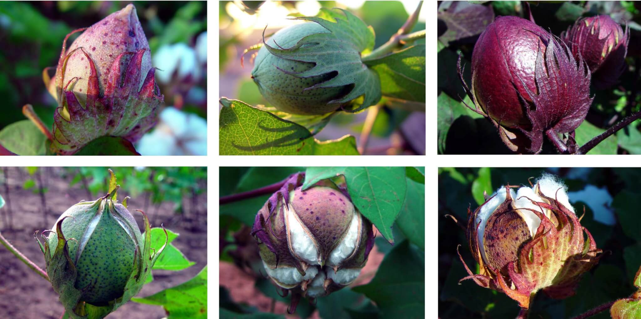 Cotton Fiber Development & Maturation CottonWorks™