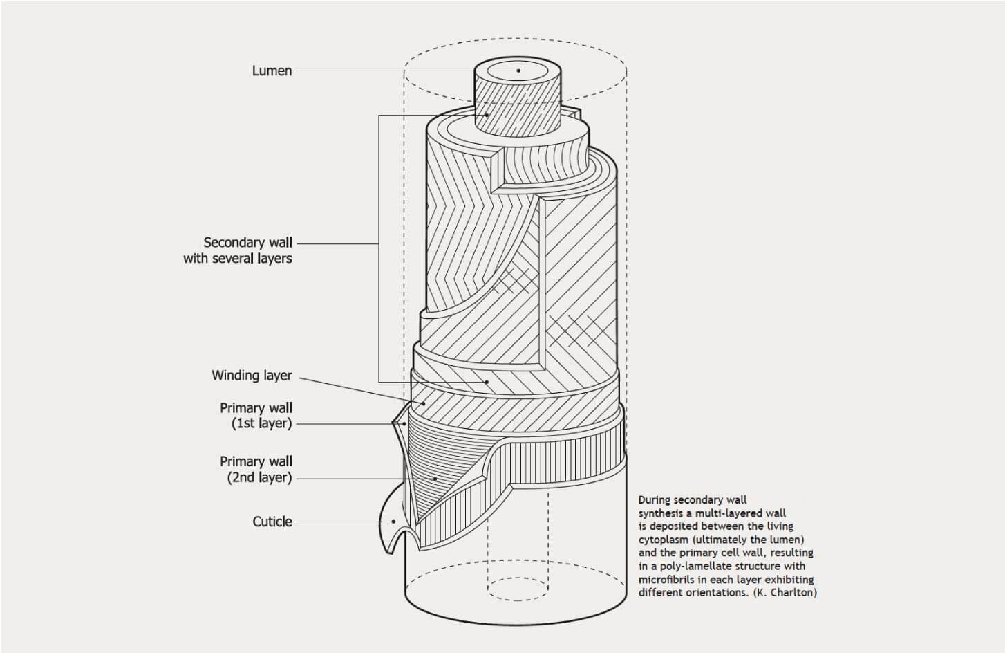 Cotton Fiber Development and Maturation CottonWorks™