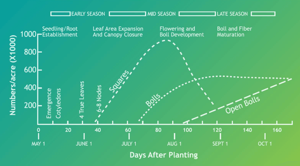 Cotton Fiber Development & Maturation CottonWorks™