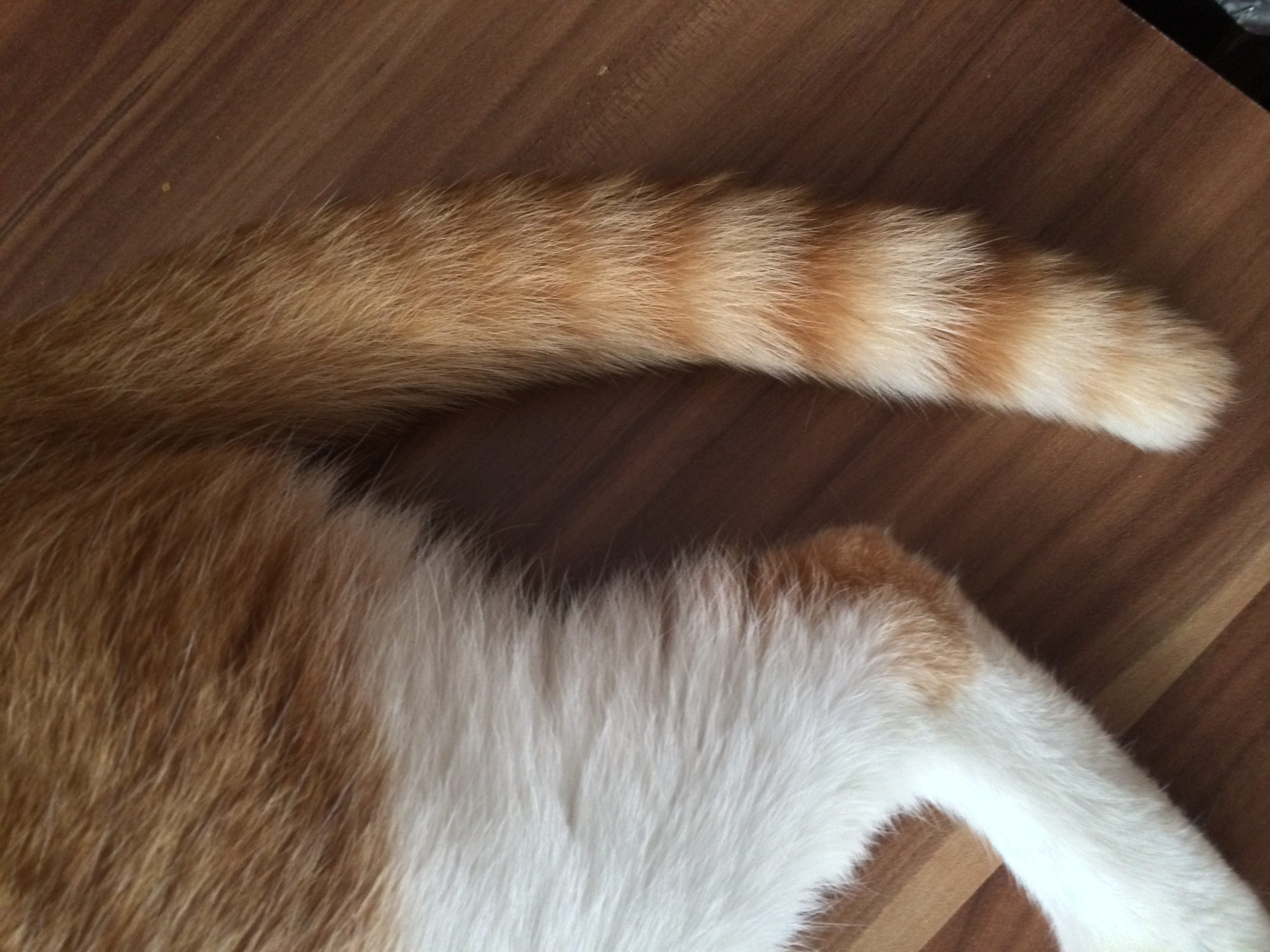 Die Anatomie der Katze Zähne, Augen, Krallen & Pfoten • Couchcats.de