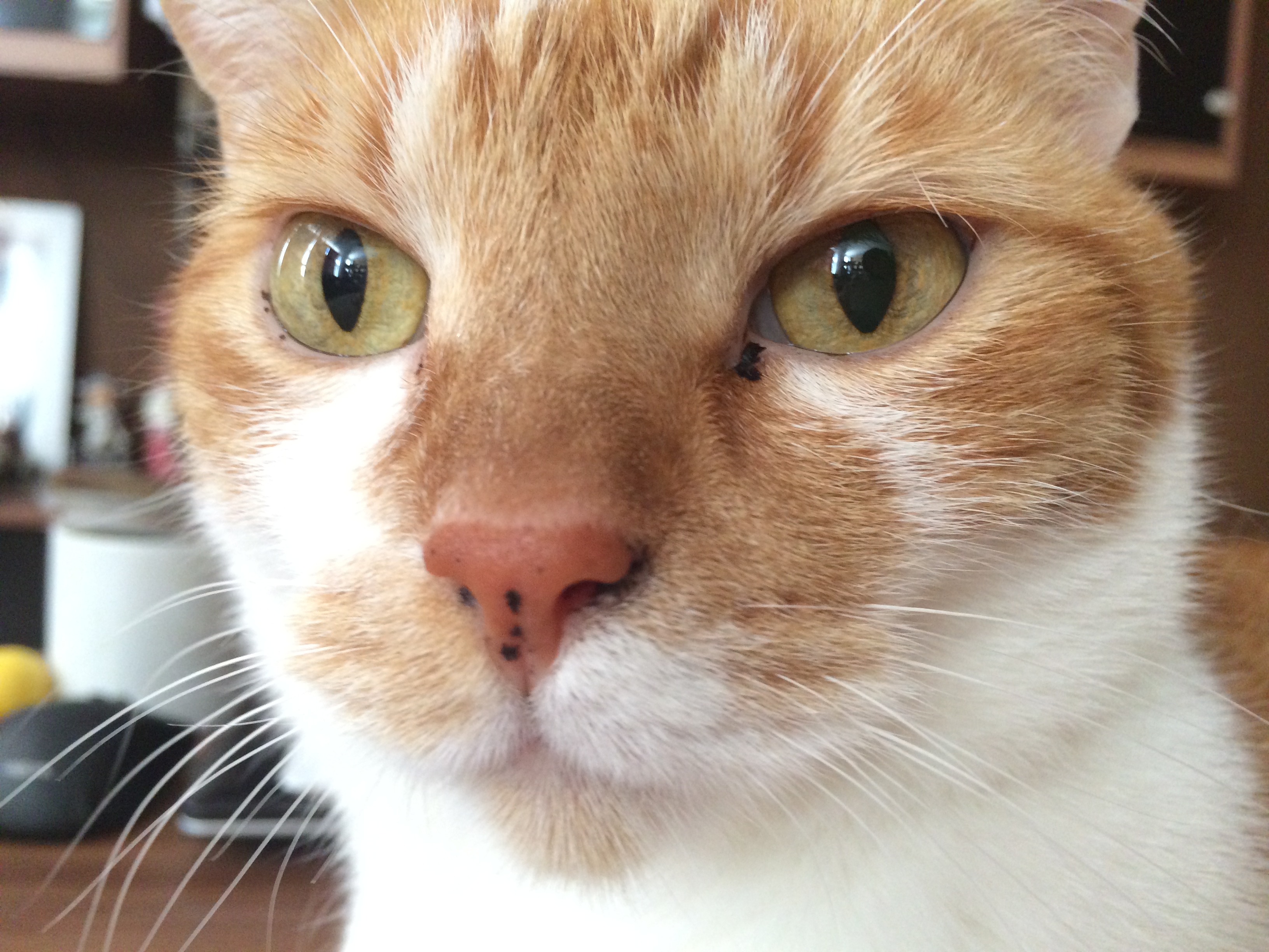 Die Anatomie der Katze Zähne, Augen, Krallen & Pfoten