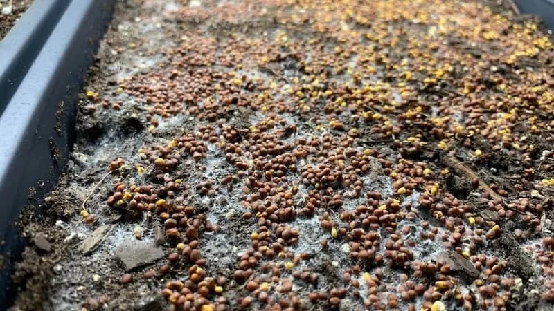 Why Mold Grows on Potting Soil and How To Fix It Couch to Homestead