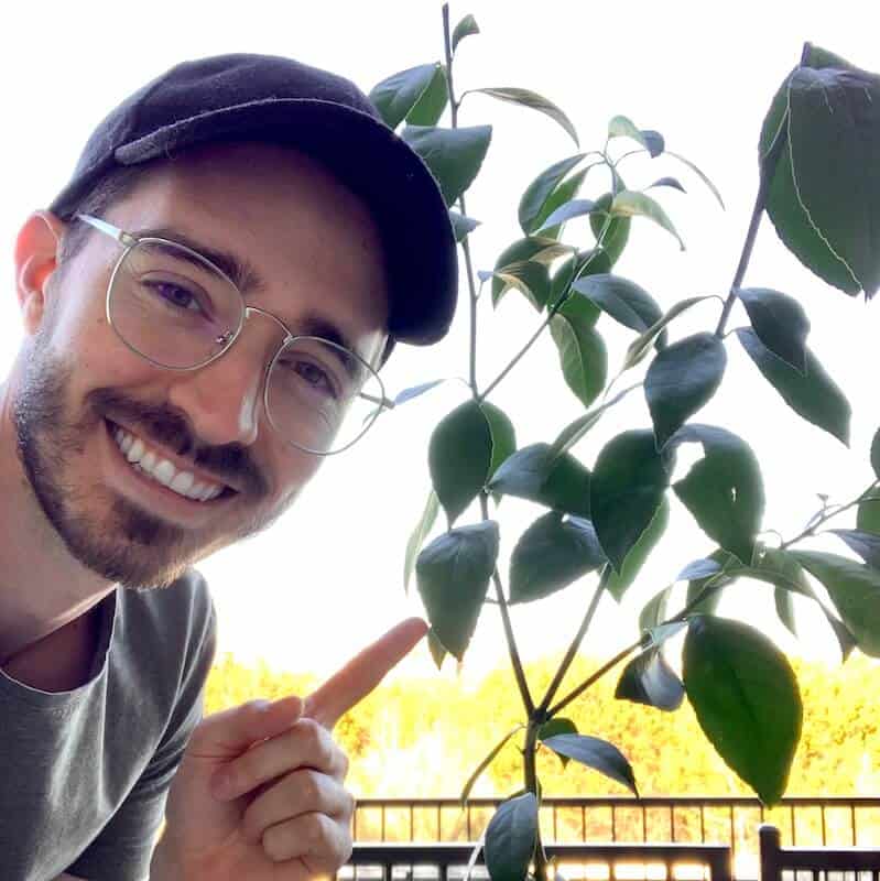 Why Citrus Trees Attract Flies (and How To Get Rid of Them) Couch to