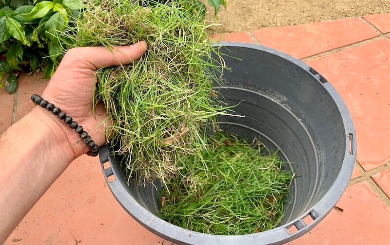 Can You Put Grass Clippings In Your Garden Fasci Garden