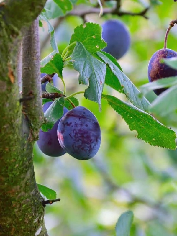 The 10 Best Companion Plants for Plum Trees Couch to Homestead