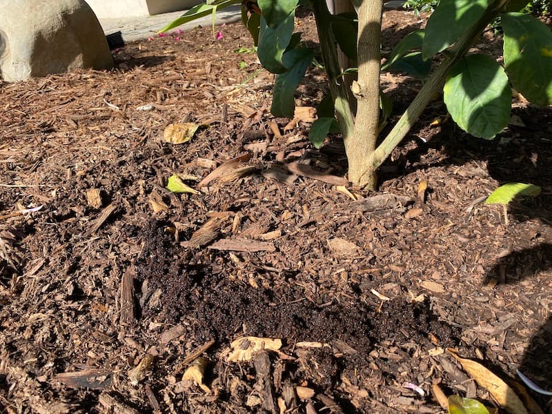 Are Coffee Grounds Good for Lemon Trees? (3 Hidden Benefits) Couch to Homestead