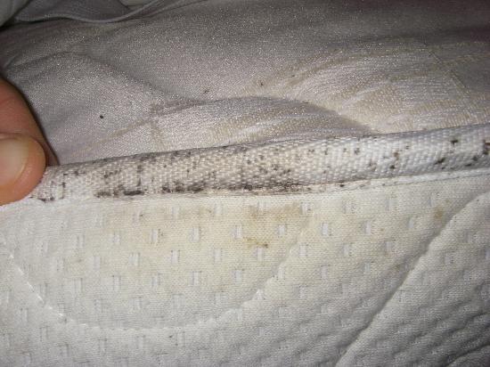 Do All Beds Have Bed Bugs