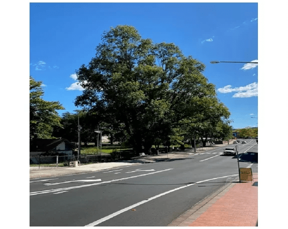 rimpac 2023 schedule Notification of Tree Removal Queen Elizabeth Park, Lithgow Mirage News
