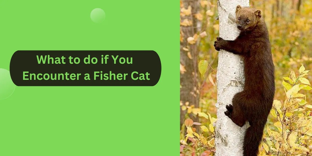 What to do if You Encounter a Fisher Cat Counter Boys