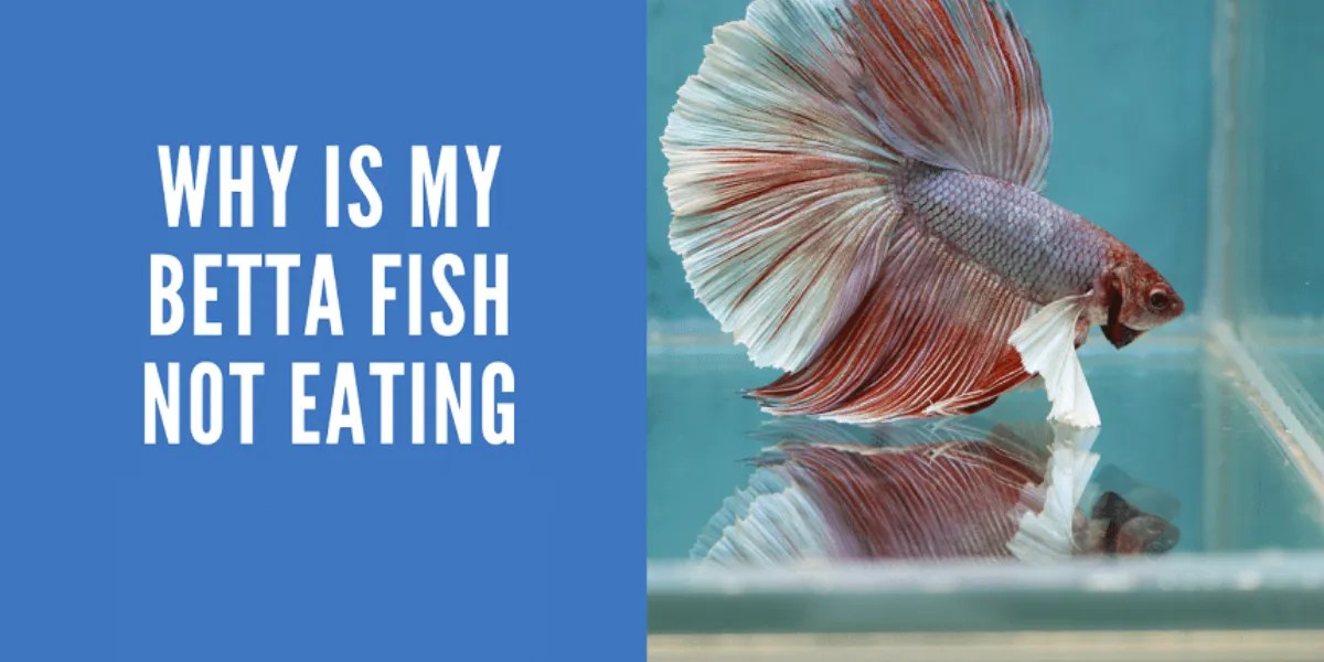 Why Betta Fish Won't Eat Troubleshooting Guide