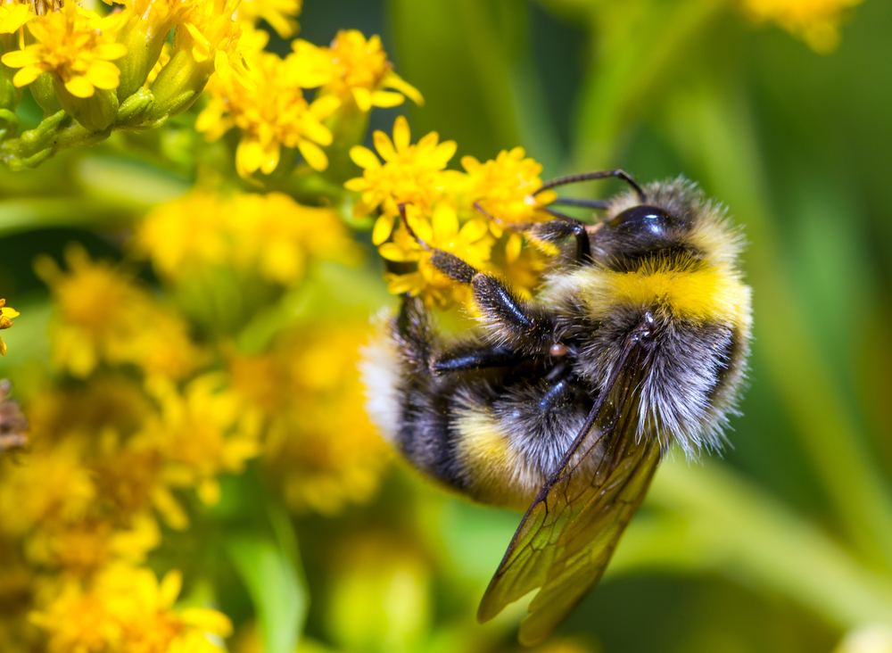 How Rising CO2 Levels May Contribute To DieOff Of Bees By Lisa Palmer
