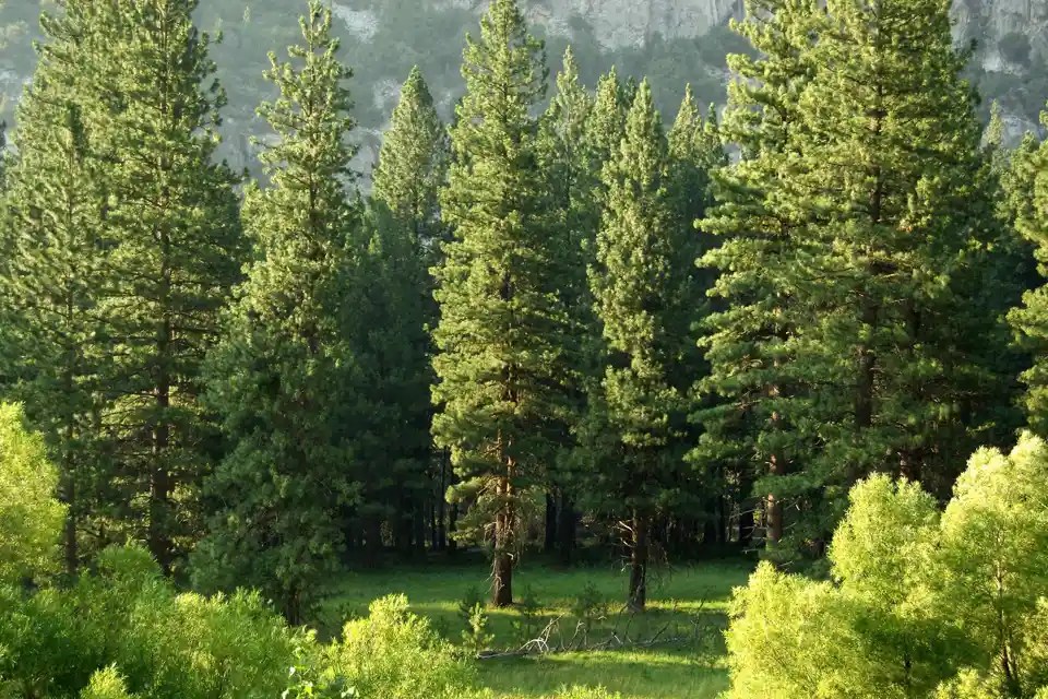 Save Trees With ESignatures Countersign